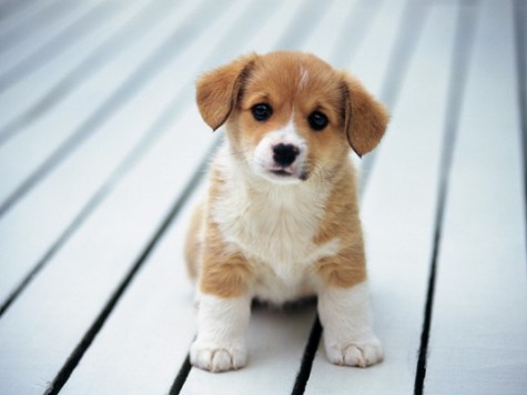 COLUMN: Puppies more adorable than babies