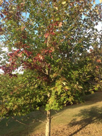Students excited for coming of fall